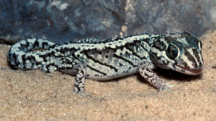 Image of a gecko