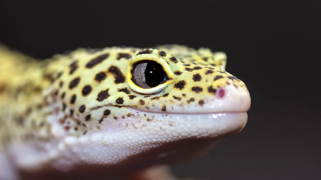 Image of a gecko