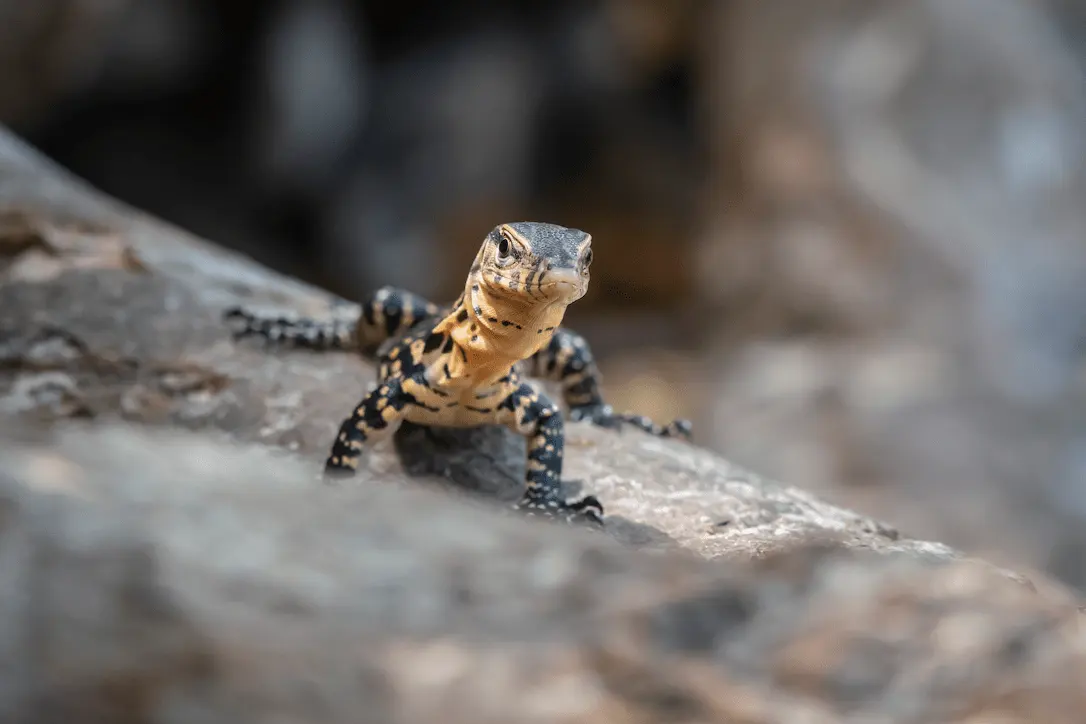 Image of a gecko